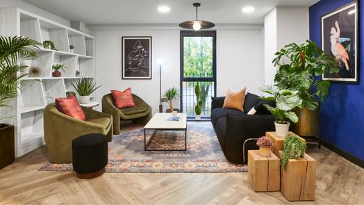 Photo of a sky Blue Point.